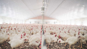 poultry livestock buildings